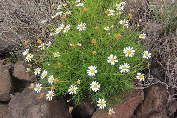 Flora der Makaronesischen Inseln
